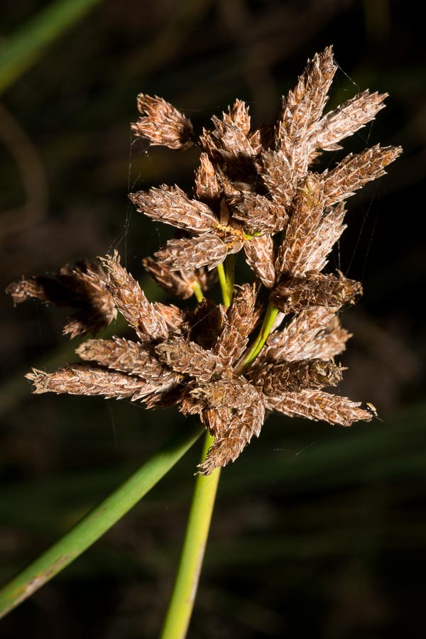 In torrente pedemontano - Schoenoplectus lacustris